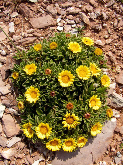 Pallenis maritima (=Asteriscus maritimus) / Asterisco marittimo